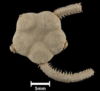 Media type: image;   Invertebrate Zoology OPH-1475 Description: Top of brittle star with a view of the disc.;  Aspect: dorsal